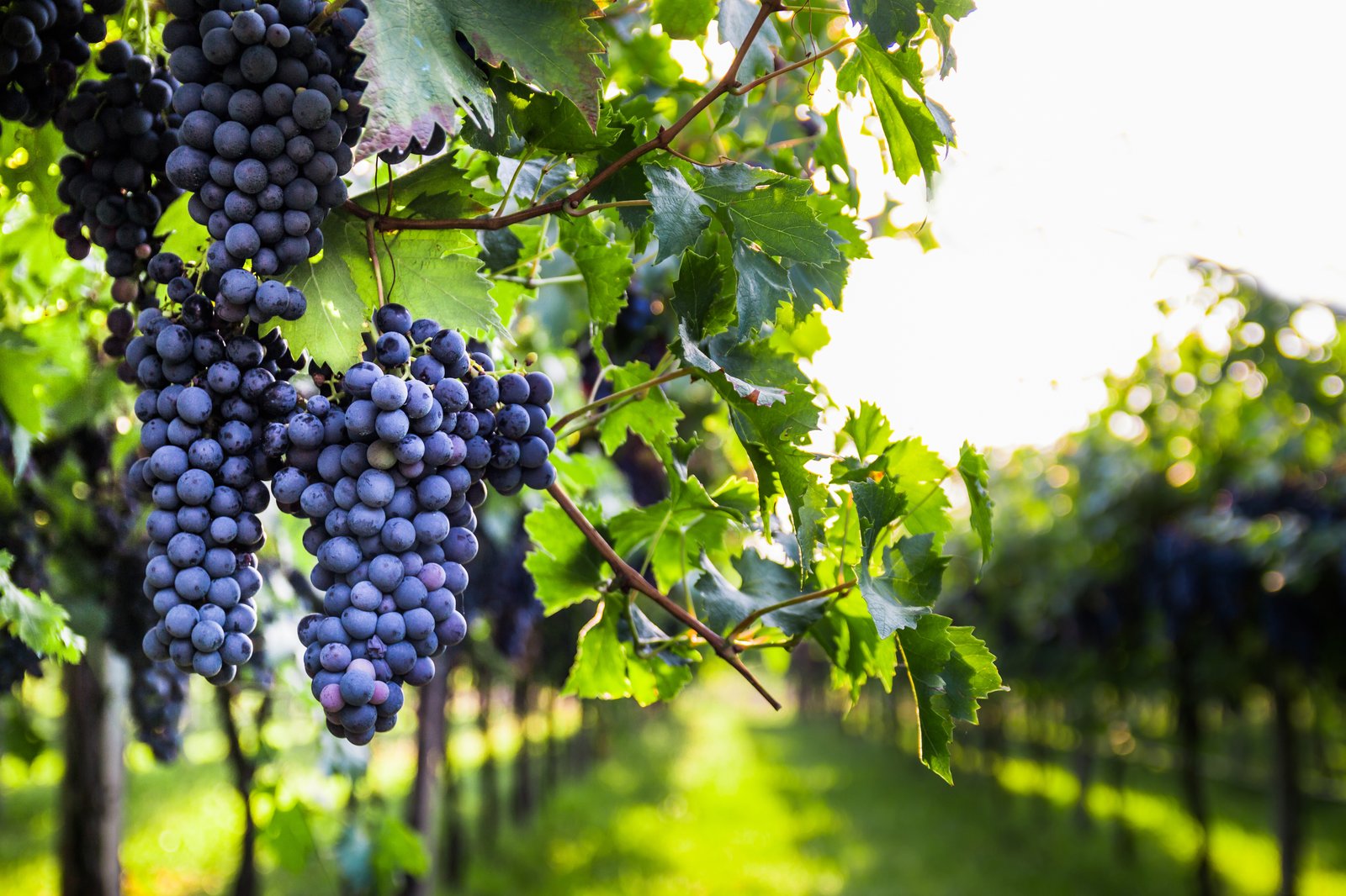 Local Grapes